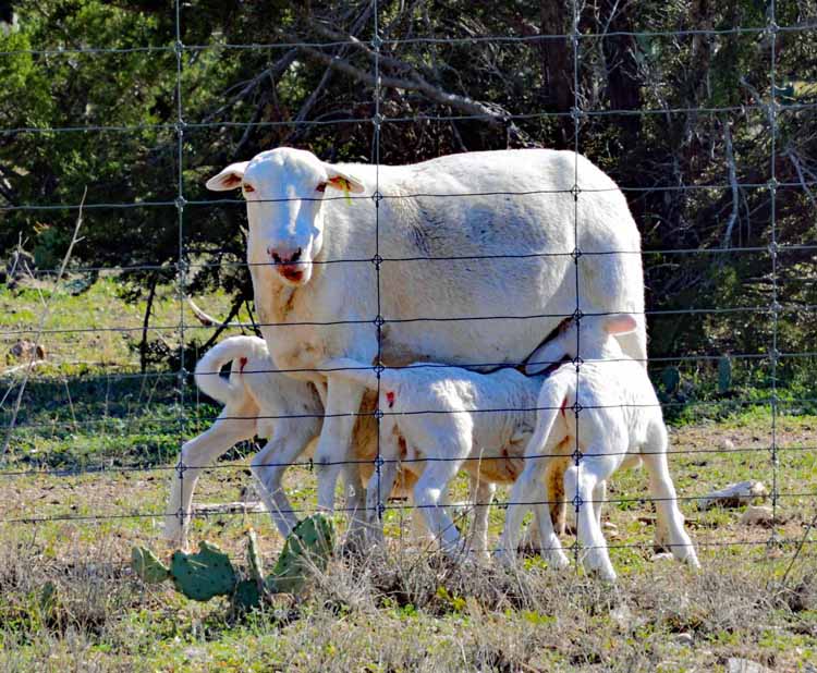 sheep feeding on mom